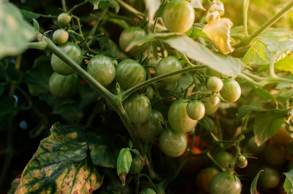 Lots of green cherry tomatoes ripen in the greenhouse in the sunlight. Mini tomatoes. Bunches of tasty and juicy tomatoes in the garden. Photo of growing healthy organic tomatoes in your garden.