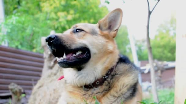 德国牧羊犬在夏天的一天躺在花园里休息 狗的嘴闭紧了 这只可爱的狗在炎热的夏天深深地吸着气 — 图库视频影像