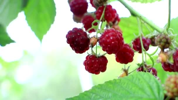 Ripe Red Raspberries Ripening Bush Blown Wind Berry Bush Illuminated — Stock Video