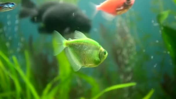 Hermoso Acuario Agua Dulce Con Plantas Verdes Montón Peces Montón — Vídeos de Stock