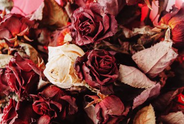 Büyük ve güzel bir buket kırmızı ve beyaz gül beyaz ahşap bir masa üzerinde Provence tarzında. Üst görünüm, yakın plan.