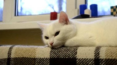 Güzel yetişkin evcil kedi gururla kanepede yatar ve yürüteci izler, beyaz önlük rengi, dört ayaklı evcil hayvan besleme konsepti, veteriner tıbbı, hayvan bakımı