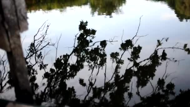 緑色の水にオークの枝の反射 水の形の波の中で秋のどんぐり 美しい穏やかな風景 — ストック動画