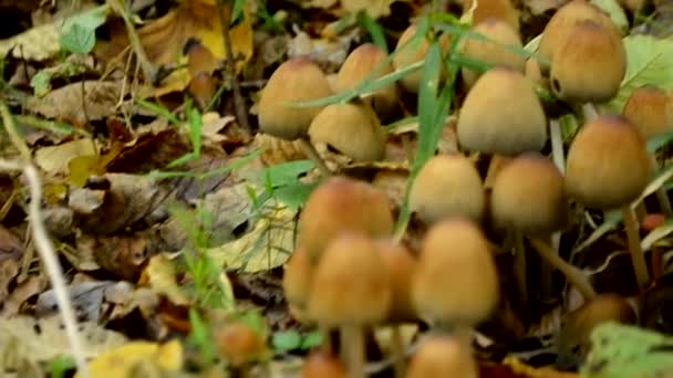 Bunch Mushrooms Forest Autumn Time Lapse Shot Cogumelos Inedible Foco — Vídeo de Stock