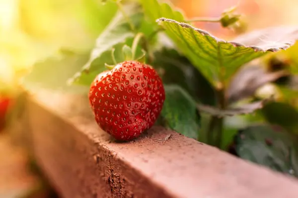 Cerrar Fresas Maduras Huerta Con Fondo Naturaleza Verde Borrosa Enfoque —  Fotos de Stock