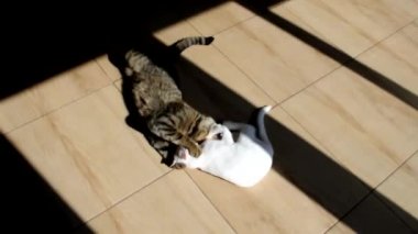 Evin bölgesini iki genç kedi paylaşıyor. Güneşli bir günde evde kedilerin kavga etmesi komik. Kameranın yavaş çekimi. Seçici odak.