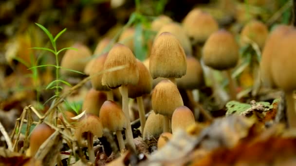 Tas Champignons Dans Forêt Automne Ralenti Champignons Non Comestibles — Video