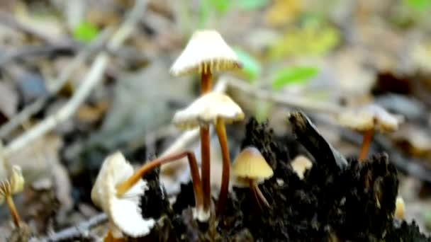 독성 버섯, 거짓 버섯은 숲 속의 오래 된 썩은 통나무 위에서 자란다 — 비디오