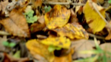 Bir grup Mantar Ormanı Güz Süreleri Hızlandırılmış Mantar Çekimi Seçici Odaklanma