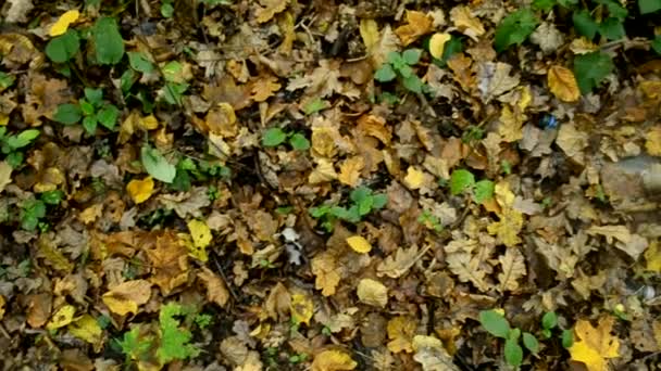Ormanda dökülen yaprakların üzerindeki çöpler. Çevre kirliliği. Doğanın saflığı. Plastik şişeler ormana atılmış.. — Stok video