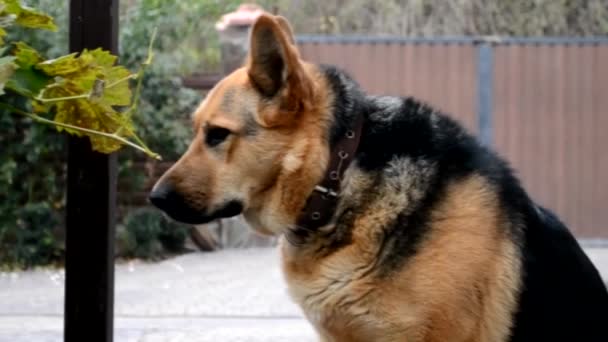 De Duitse herder loopt rond op de binnenplaats. De hond bewaakt het huis overdag. De hond zit en kijkt rond om de situatie in de tuin te observeren. — Stockvideo