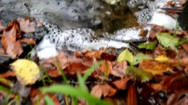 Bir dağ ormanında akan kristal berrak suyun videosunu kapat. Küçük su damlacıkları. Dağlardaki nehirden küçük bir şelale. Doğa ve ekoloji. Saf su..