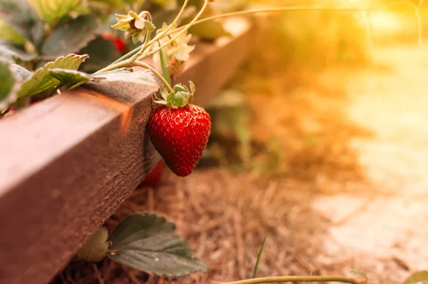 Cerrar Fresas Maduras Huerta Con Fondo Verde Borroso Enfoque Suave —  Fotos de Stock