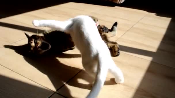 Felis Catus Gattino Bianco Attacca Gatto Tabby Britannico Gli Animali — Video Stock