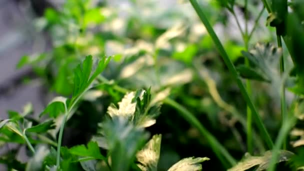 温室では パセリは太陽の下で成長します 緑の背景パセリの葉を閉じるトップ表示収穫コンセプト — ストック動画