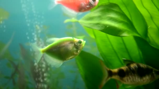 Coloridos peces brillantes brillan en un acuario de agua dulce. acuario decorativo brillante con una variedad de especies de peces — Vídeos de Stock