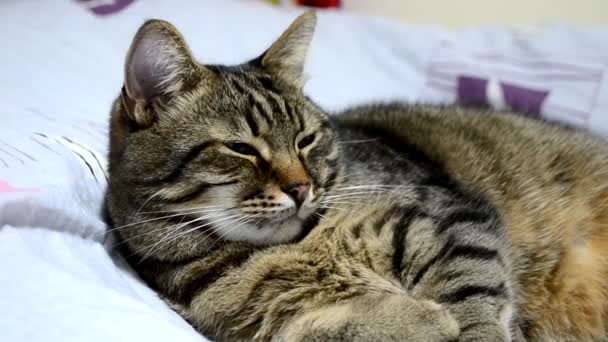 Милий цікавий таббі кіт лежить на ліжку в приміщенні і виглядає грайливо, пухкий кіт, мила концепція домашніх тварин, ветеринарна медицина, догляд за тваринами — стокове відео