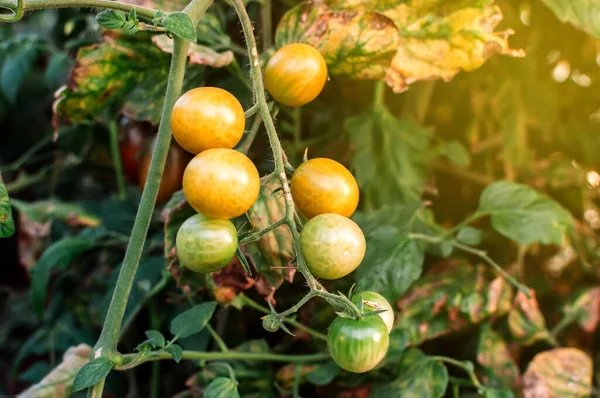 Many yellow cherry tomatoes in a greenhouse in the sun. Mini tomatoes. Bunches of tasty and juicy tomatoes in the garden. Photo of growing healthy organic tomatoes in your garden.