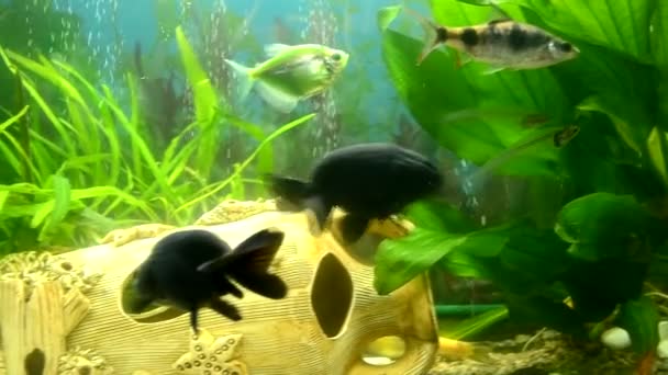 A beautiful freshwater aquarium with green plants and many fish. slight camera movement. Freshwater Aquarium Large Flock Colored Fish Beautiful Aquarium Landscape — Stock Video