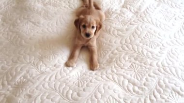Yatakta oynayan İngiliz Cocker Spaniel köpeği. Küçük köpek havlar, hırlar ve zıplar..