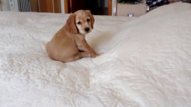 İngiliz cocker spaniel puppy yatakta oynuyor.