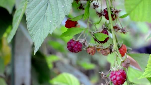 Ripe red raspberries ripening on a bush blown by the wind. The berry bush is illuminated by the suns rays. Close-up. Healthy eating and vegetarianism. — Stock Video