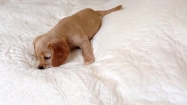 İngiliz cocker spaniel puppy yatakta oynuyor. Küçük köpek yatak örtüsünü ısırır, havlar ve kuyruğunu sallar..