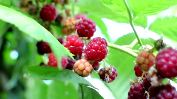 Reife rote Himbeeren, die an einem vom Wind verwehten Strauch reifen. Der Beerenstrauch wird von den Sonnenstrahlen erhellt. Nahaufnahme. Gesunde Ernährung und Vegetarismus. — Stockvideo