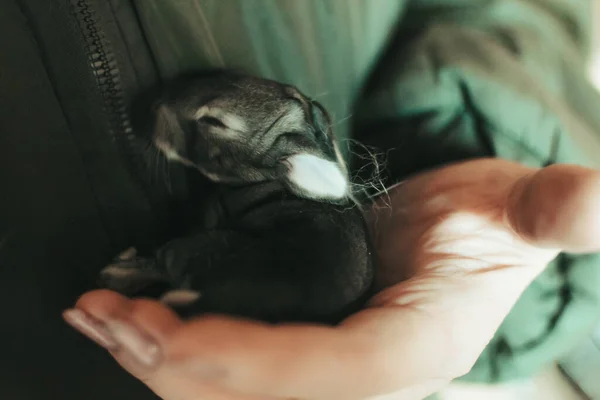 Newborn Rabbit Warmed Itself Woman Palms Fell Asleep — Stock Photo, Image