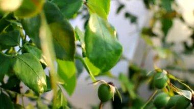 Sıcak yaz rüzgârında sallanan yakın çekim gül çeşitleri. Batan güneşte renkli gül çalısı. Bahçede açan pembe gül. Kamerayı yukarı çek.