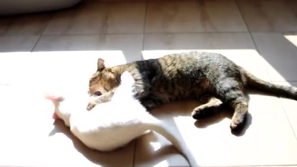 猫は家の床の上で子猫と戯れる。イギリスのタビー猫はフェリス・カタス・子猫と戦う。陽気な遊び心のある猫、ペット。ペットレジャーコンセプト. — ストック動画