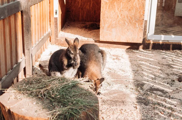 Dos Canguros Bebé Pie Paddock Cerca Pajar Los Mamíferos Viven — Foto de Stock