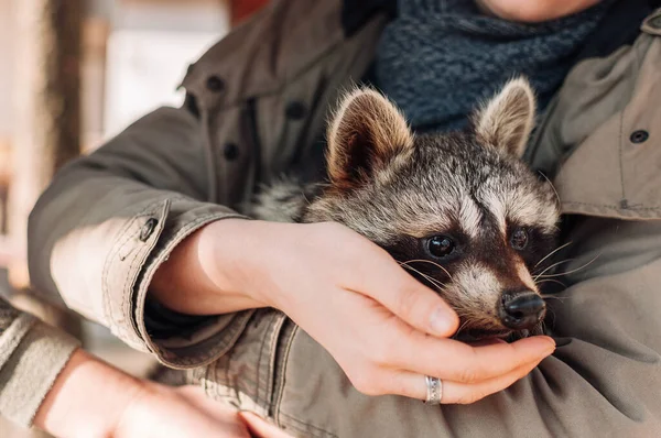 A cute raccoon sits in a girl\'s arms. The animal looks into the distance warily. fluffy male raccoon. A tamed mammal at a petting zoo. selective focus