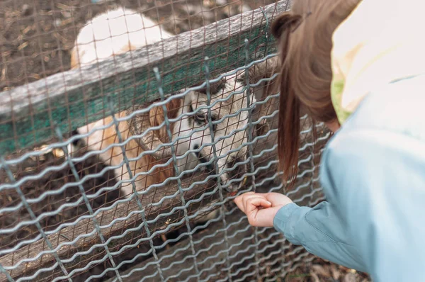 Girl Feeds White Sheep Apples Net Cage Mammal Zoo — Stock Photo, Image
