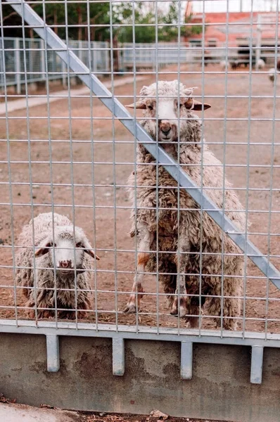 Two Sheep Look Frame Fence Farm Hungry Mammals Zoo Selective — Stock Photo, Image