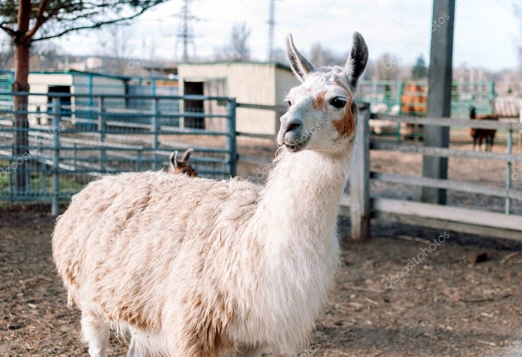 an alpaca resembling a llama from South America is in its pen on a farm.