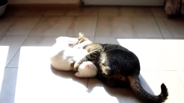 Gatto gioca con il gattino sul pavimento della casa, mordendosi a vicenda. British Tabby Cat combatte con Felis Catus Kitten. Animali domestici concetto di svago. Focus selettivo. — Video Stock