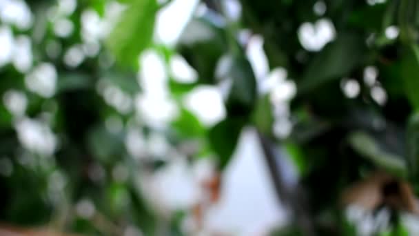 Cultivo e legumes: arbusto de páprica verde em estufa.Close-up. Movimento da câmera e foco seletivo.Conceito de colheita colheita madura de estufas na primavera ou verão.Pode ser usado como fundo. — Vídeo de Stock