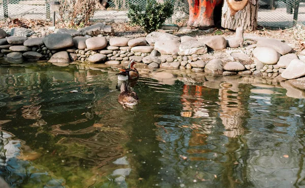 緑の頭と羽のあるアヒルが穏やかな湖で泳いでいます 水鳥のための動物園の特別な池 — ストック写真