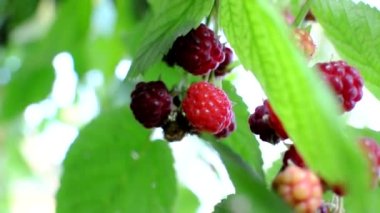 Olgun kırmızı ahududular rüzgârla savrulan bir çalıda olgunlaşıyor. Böğürtlen çalısı güneş ışınlarıyla aydınlatılır. Yakın plan. Sağlıklı beslenme ve vejetaryenlik.