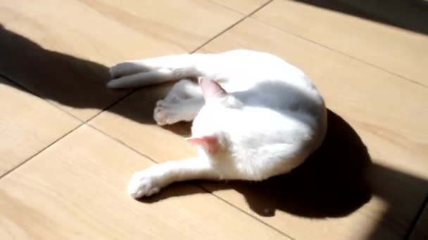 Cat Plays Kitten Floor House Biting Each Other British Tabby — Stock Video