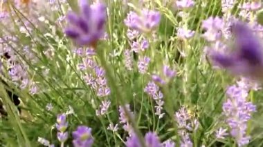 Lavanta çiçeklerinden oluşan büyük bir çiçek tarhı manzarası. Mor bir bitkinin güneş ışınları. Çiçekler arasında kamera kabloları.