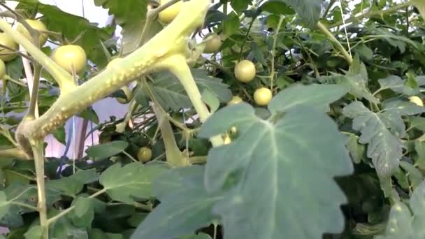 Los tomates cherry verdes maduran en el invernadero. Tomates maduros en verano. Cableado de cámara. — Vídeos de Stock