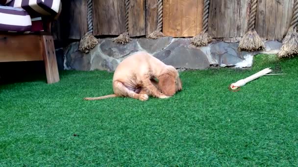 Молодое шоу Кокер Спаниель щенок с нашел жука в траве и жевать его. — стоковое видео
