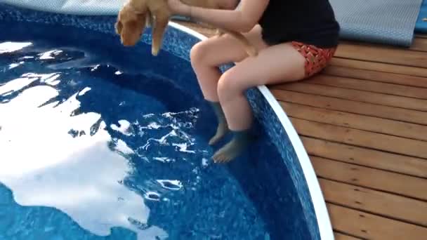 소녀는 작은 코커스패니얼 강아지를 수영장의 물로 가르칩니다. 무더운 여름밤에 푸른 물 속에 발을 넣고 있는 여자들. — 비디오