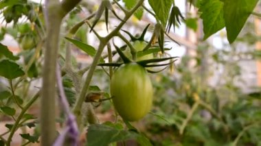 Bahçeye ekilmeye hazır meyvelerle bir serada genç domates bitkileri. Serada fidanlar yetişiyor. Sebzelerin ekolojik yetiştirilmesi.