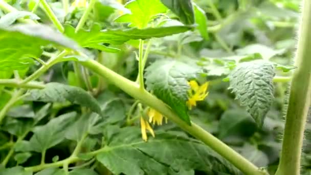 Leaves Tomato Seedlings Greenhouse Close Growing Seedlings Greenhouse — Stock Video