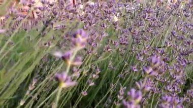 Lavanta çiçeklerinden oluşan büyük bir çiçek tarhı manzarası. Mor bir bitkinin güneş ışınları. Rahat ol. Aromaterapi. Çiçekler arasında kamera kabloları.