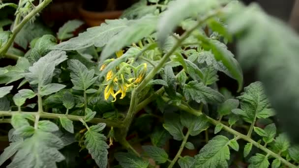 Sadzonki Pomidorów Żółtymi Kwiatami Szklarni Wczesną Wiosną Gotowe Sadzenia Ogrodzie — Wideo stockowe