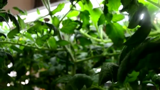 Mudas Tomate Com Frutas Verdes Estufa Início Primavera Prontas Para — Vídeo de Stock